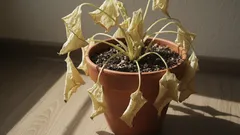 手入れをしているのに植物が枯れてしまう、10の意外な理由